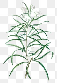 Narrow-leaved Spider Flower branch plant transparent png​​​​​​​