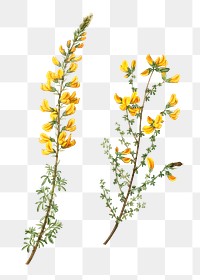 Cytisus complicatus and Cytisus telonensis branch plant transparent png​​​​​​​
