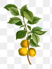 Brian&ccedil;on apricot branch plant transparent png​​​​​​​