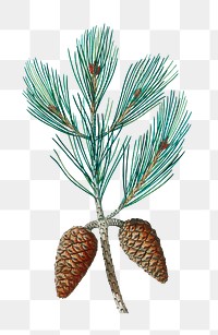 Aleppo pine plant transparent png