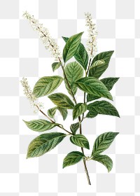 Virginia sweetspire branch plant transparent png​​​​​​​