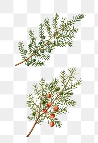 Common juniper and Prickly juniper branch plant transparent png