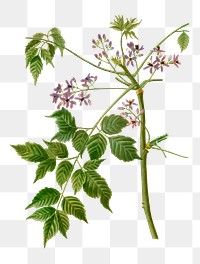 Blossoming chinaberry plant transparent png
