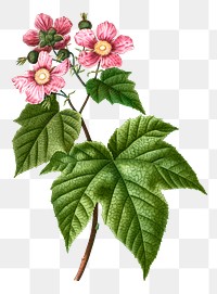 Blooming purple flowering raspberry transparent png