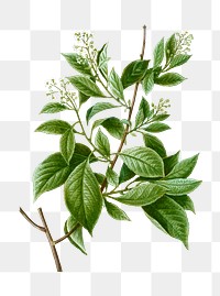 American bittersweet plant transparent png