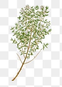Blooming garden thyme transparent png