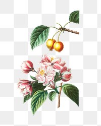 Flowering crabapple and Chinese flowering apple plant transparent png