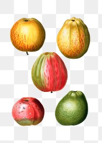 Various of apple shapes transparent png