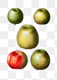 Various of apple shapes transparent png