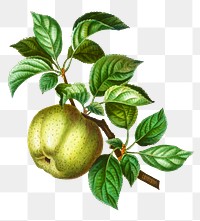 Apple on a branch transparent png