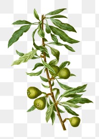 Vintage willow-leaved pear tree transparent png