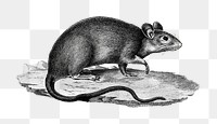 Black and white rice field rat png