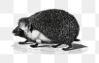 Black and white hedgehog png