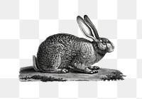 Black and white rabbit png