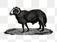 Black and white sheep png illustration