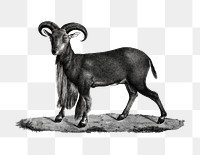 Mouflon sheep with cuffs greyscale png