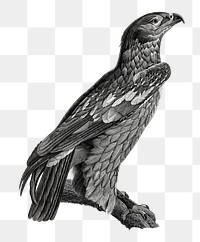 Black and white bird eagle png drawing