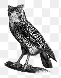 Owl bird black and white png sketch vintage