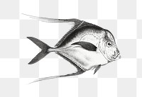 Hand drawn png fish black and white