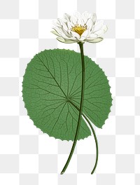 White lotus with green leaf png vintage