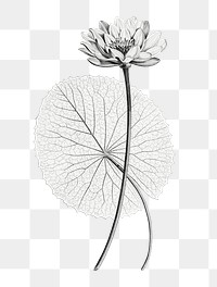 Vintage lotus png with leaf hand drawn