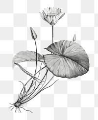 Hand drawn png lotus black and white