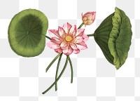 Pink lotus with green leaves png vintage sketch