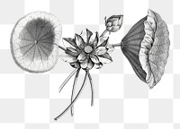 Black and white lotus png vintage sketch