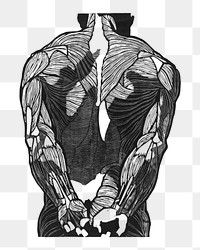 Back muscles png human anatomy, remixed from artworks by Reijer Stolk