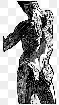 Back muscles png human anatomy, remixed from artworks by Reijer Stolk