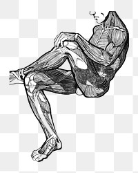 Human anatomy png with leg and arm muscles, remixed from artworks by Reijer Stolk