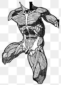 Man's muscles png human anatomy, remixed from artworks by Reijer Stolk