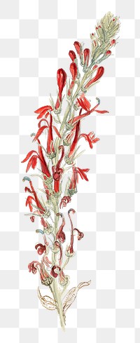 Flower png vintage in hand drawn Cardinal Flower, remixed from artworks by Samuel Colman