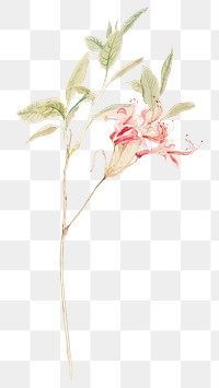 Flower png classic in hand drawn Azaleas, remixed from artworks by Samuel Colman