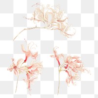 Flower png vintage in hand drawn style set, remixed from artworks by Samuel Colman