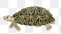 Tent tortoise png vintage animal illustration, remixed from the artworks by Robert Jacob Gordon