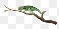 Cape dwarf chameleon png vintage animal illustration, remixed from the artworks by Robert Jacob Gordon