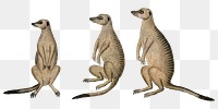 Meerkats png vintage animal illustration, remixed from the artworks by Robert Jacob Gordon