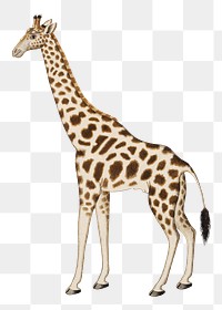 Giraffe png vintage animal illustration, remixed from the artworks by Robert Jacob Gordon