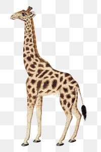 Giraffe png vintage animal illustration, remixed from the artworks by Robert Jacob Gordon