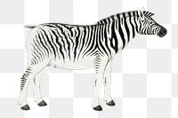 Plains zebra png vintage animal illustration, remixed from the artworks by Robert Jacob Gordon