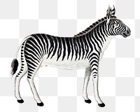 Mountain zebra png vintage animal illustration, remixed from the artworks by Robert Jacob Gordon