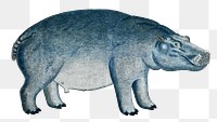 Hippopotamus png vintage animal illustration, remixed from the artworks by Robert Jacob Gordon