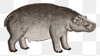 Hippopotamus png vintage animal illustration, remixed from the artworks by Robert Jacob Gordon