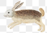 Karoo hare png vintage animal illustration, remixed from the artworks by Robert Jacob Gordon