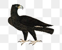 Eagle png vintage animal illustration, remixed from the artworks by Robert Jacob Gordon