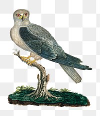 Black winged kite png vintage animal illustration, remixed from the artworks by Robert Jacob Gordon