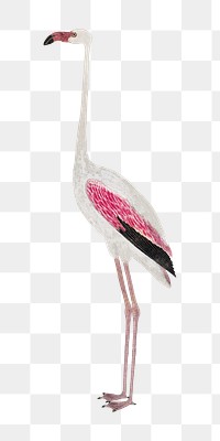 Flamingo png vintage animal illustration, remixed from the artworks by Robert Jacob Gordon