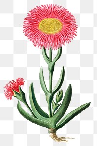 Carpobrotus quadrifidus png vintage flower illustration set, remixed from the artworks by Robert Jacob Gordon