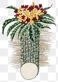 Pachypodium namaquanum png vintage flower illustration set, remixed from the artworks by Robert Jacob Gordon